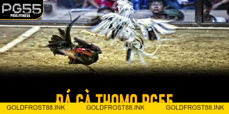 Đá Gà Thomo PG55 – Theo Dõi Trận Đấu Đá Gà Thomo Trực Tuyến - banca992.co - Goldfrost88